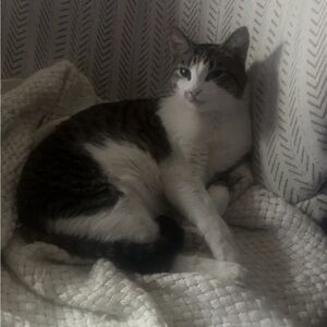 Cat Photo Print - White and Brown Tabby Pet Wall Art